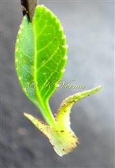  Stipules